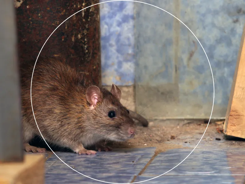 desinsectisation nantes